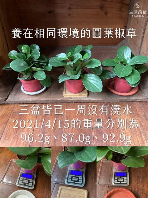 生活品植|【如何正確幫植物澆水？植物新手爸媽一定要搞懂的基。